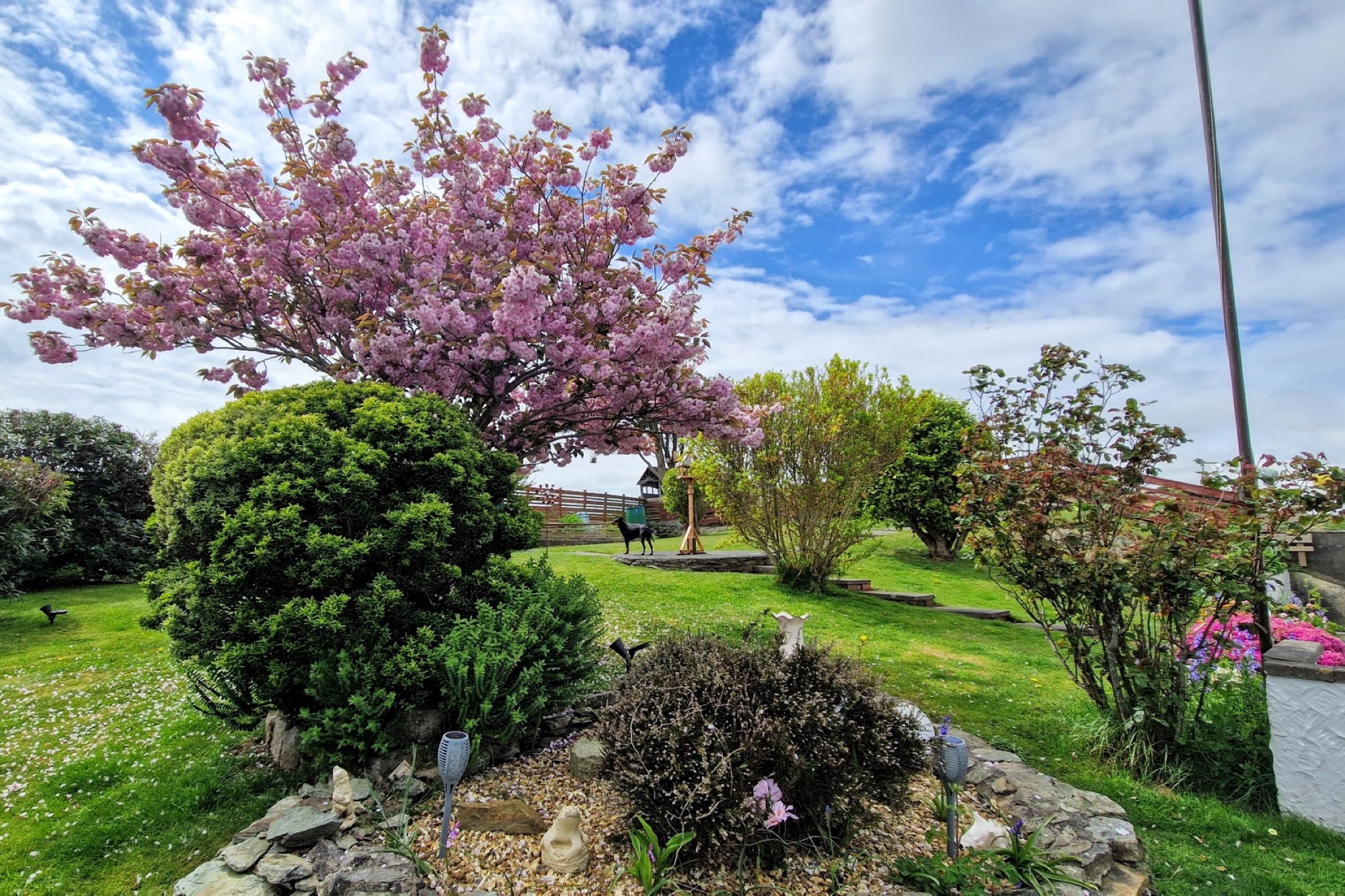 Large enclosed garden at Gwendon Holiday Home Anglesey with spring blossom and a dog